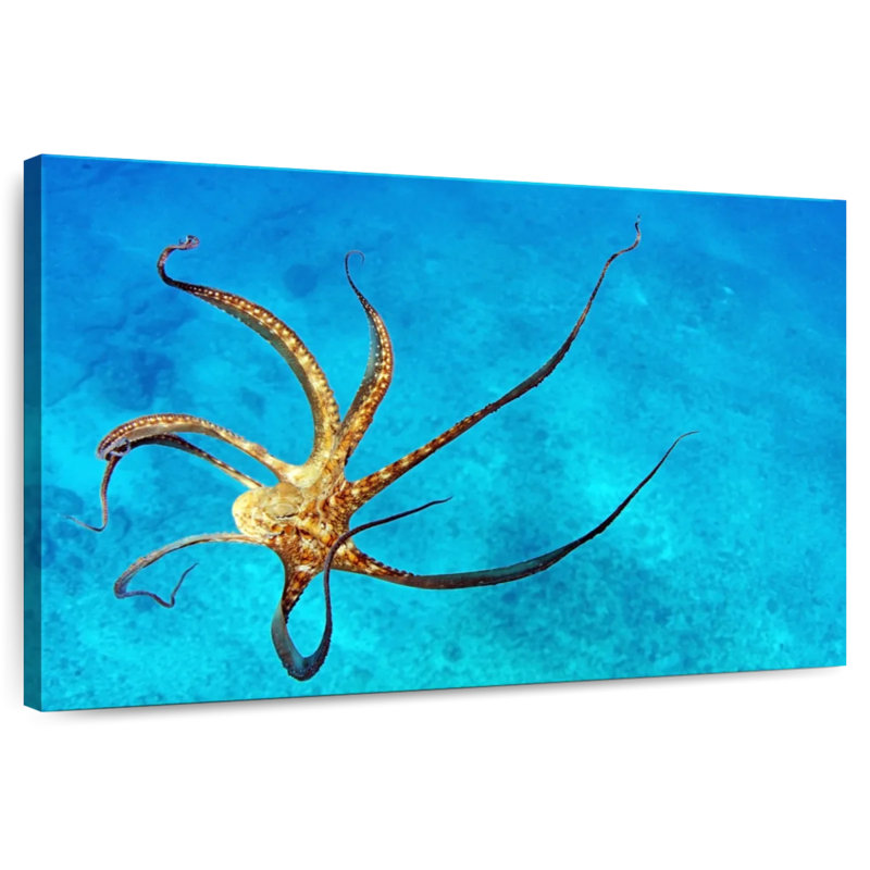 Brampt Wild Octopus Tentacles, 24" H x 36" W