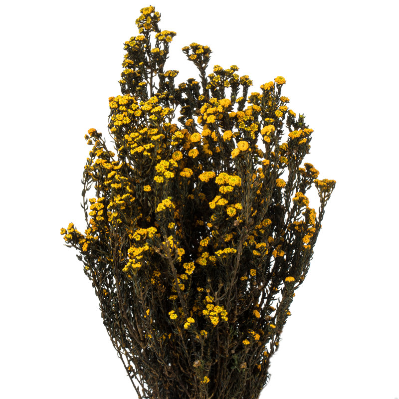 Eliseo 12-22" Natural Phylica Bundle, Preserved, Aspen Gold