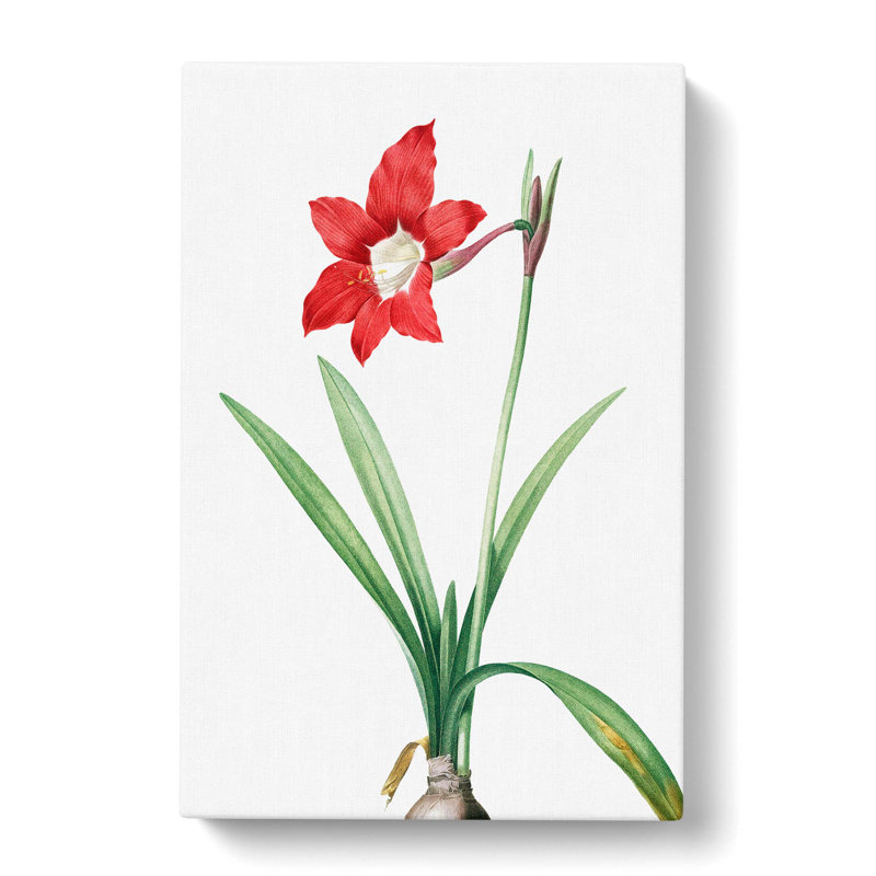 An Amaryllis Flower - Wrapped Canvas Painting, 60cm H x 40cm W x 3cm D