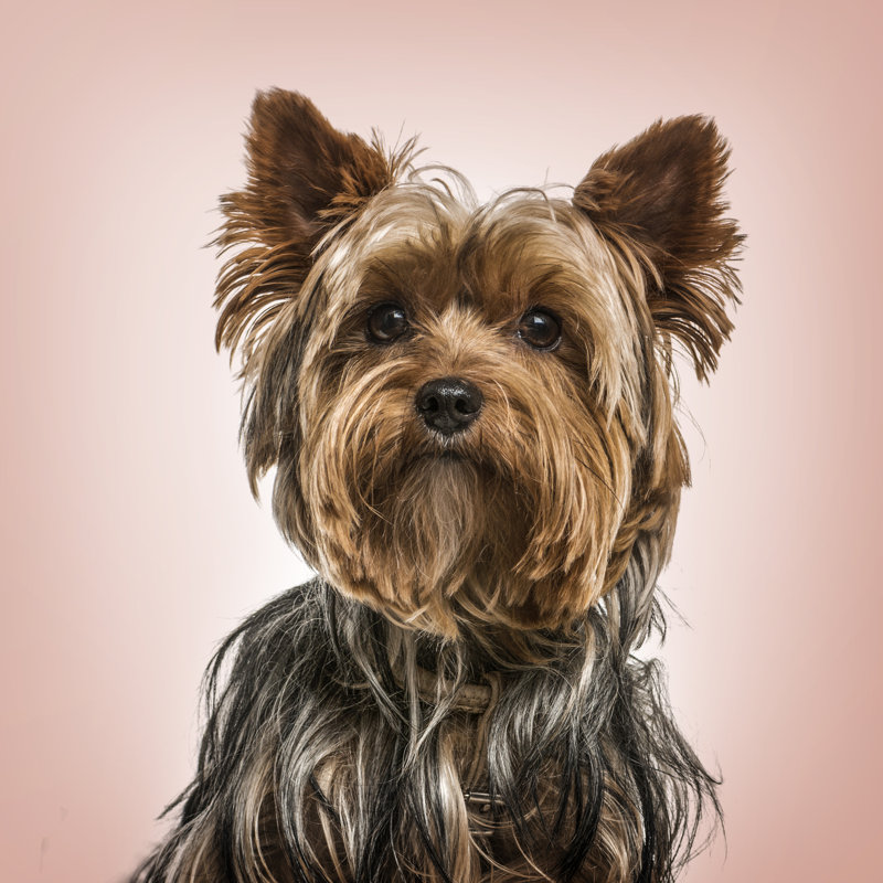 Yorkshire Terrier by GlobalP - Wrapped Canvas Print, 30cm H x 30cm W