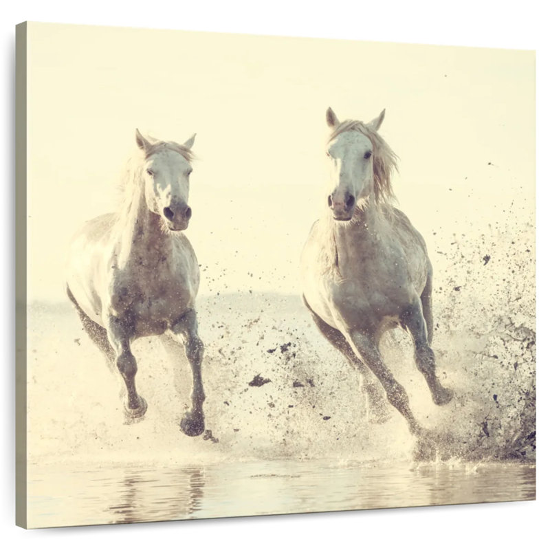Brampt, chevaux français blancs
