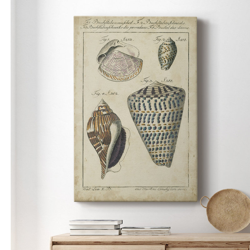 «Vintage Shell Study II», impression sur toile tendue, H 18 po x l 12 po x P 1 po