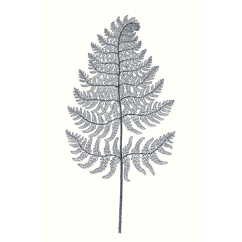 Indigo Botany Study VIII by Vision Studio - Wrapped Canvas Print, 91cm H x 61cm W