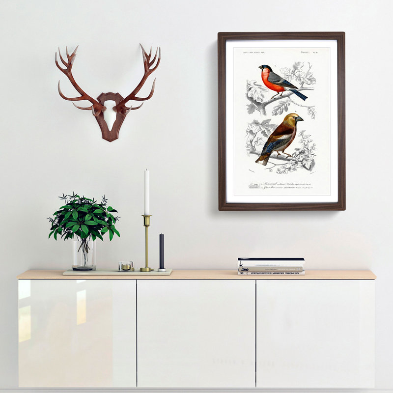 Bird Illustrations PL. 21 by Charles d Orbigny - Framed Print, 63cm H x 45cm W x 2cm D, Walnut Framed