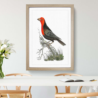Abyssinian Plant-Cutter Bird by George Shaw - Picture Frame Painting