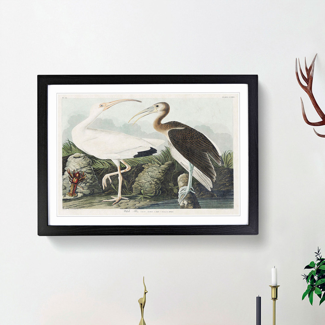 White Ibis Bird & Lobster by John Audubon - Framed Print