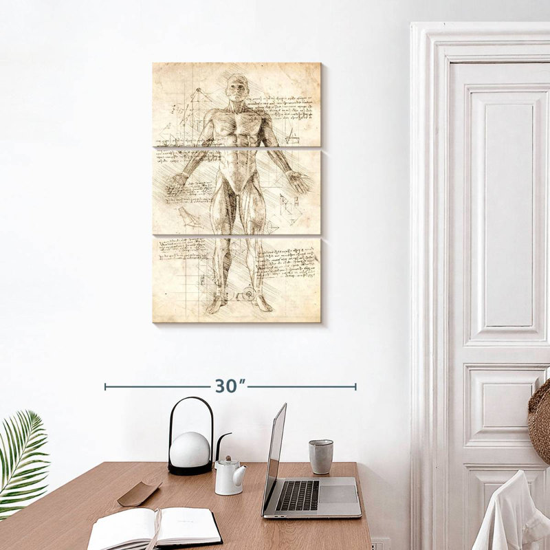 Anatomie des muscles humains Keiri, H 32 po x l 20 po