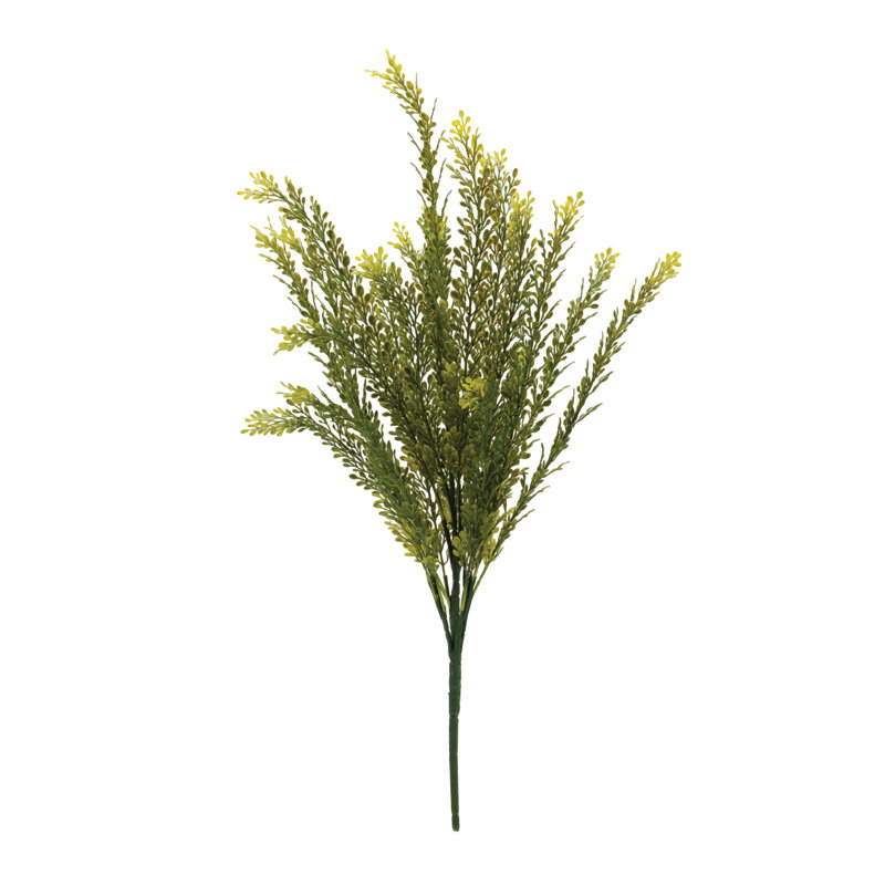 «Baby Tears Foliage Bush»