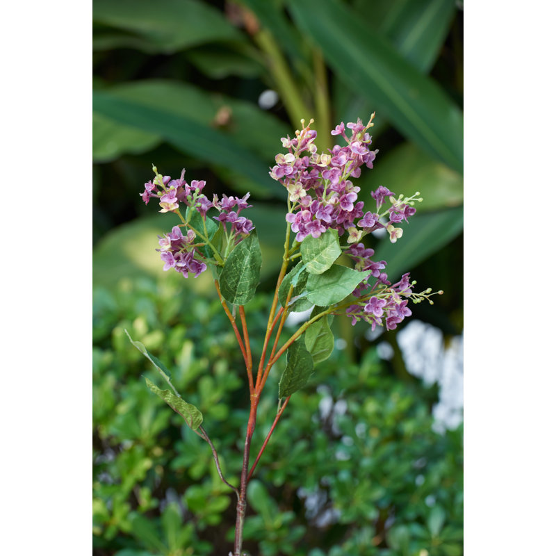 Mauve Lilac 