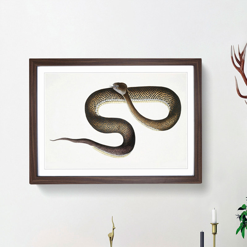 Blue Spotted Snake Illustration by John Edward Gray - Picture Frame Graphic Art Print, 48cm H x 65cm W x 2cm D, Walnut Framed