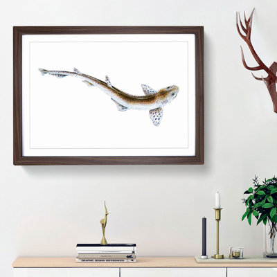 Lesser Spotted Dog-fish by Edward Donovan - Picture Frame Painting Print