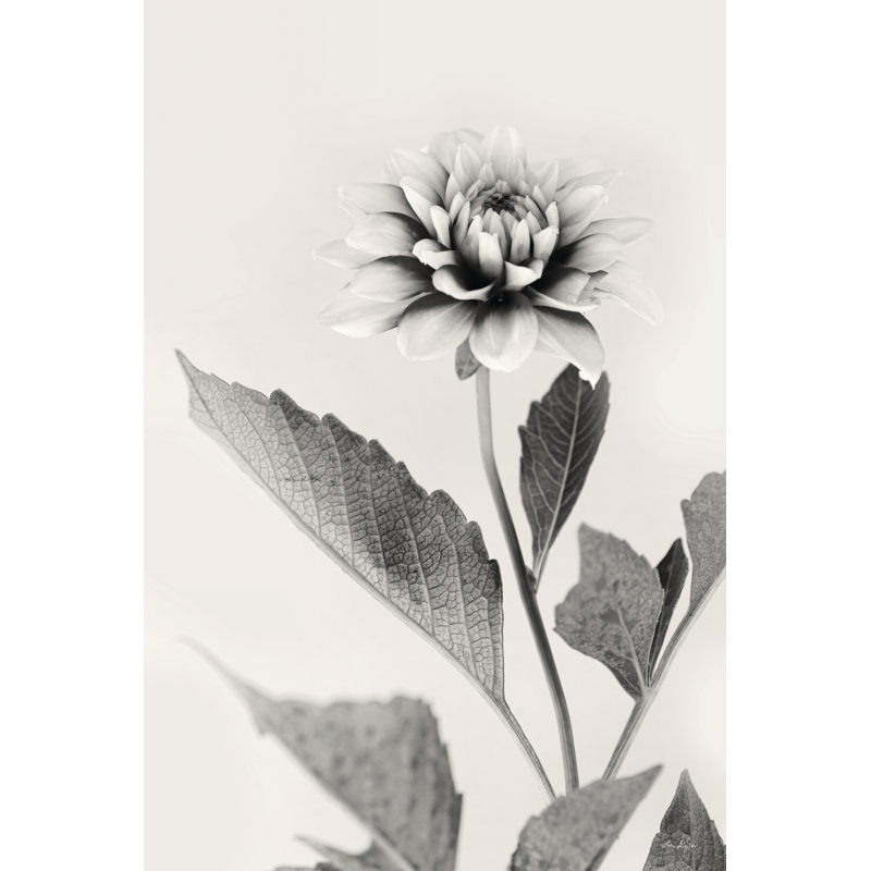 Dahlia blanc II 2886672, H 18 po x l 12 po, Non, Wrapped Canvas