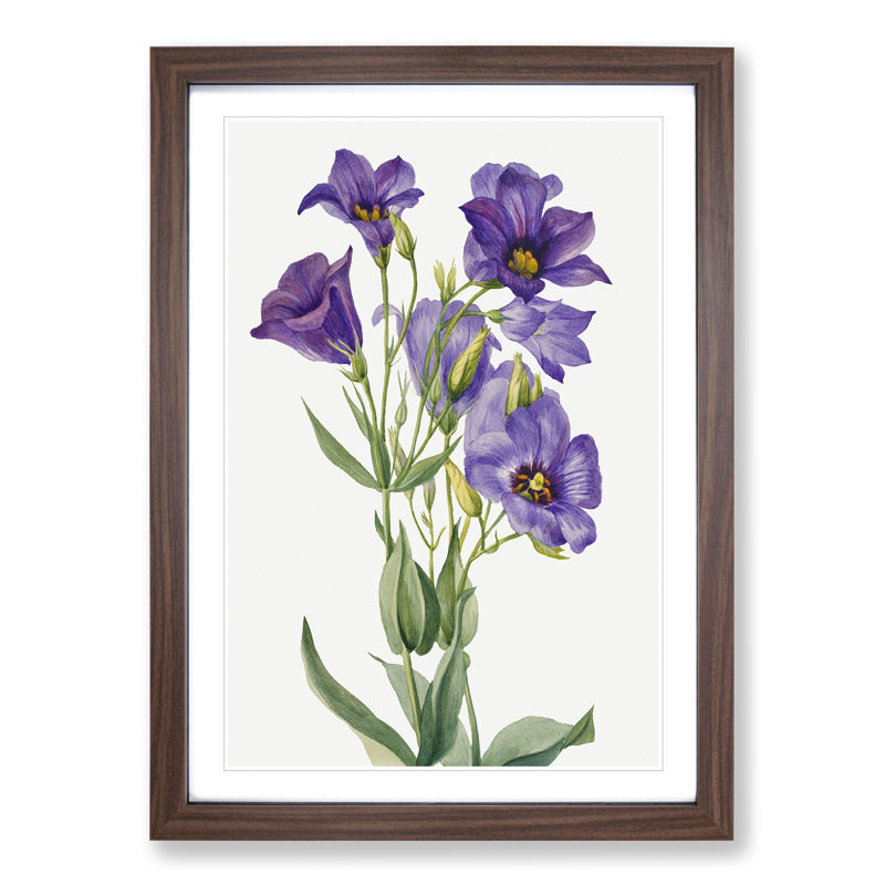 Eustoma Russelianum by Mary Vaux Walcott - Picture Frame Painting, Walnut Framed, 48cm H x 36cm W x 2cm D