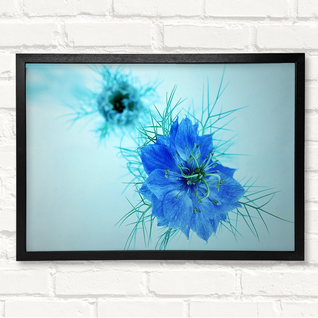 Blau auf blauer Blume - Druck