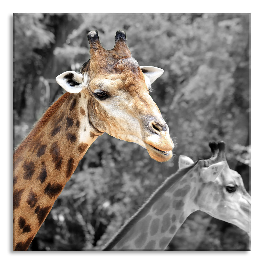 Ungerahmtes Foto auf Glas "Two Beautiful Giraffes"