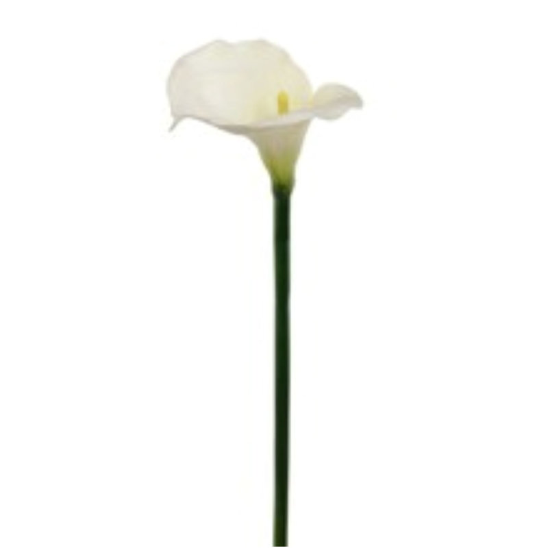 Tige de lis de Calla 21 po 21 po - paquet de 12