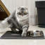 Tapis de litière pour chat antidérapant et imperméable pour l'intérieur-109690710-109690714