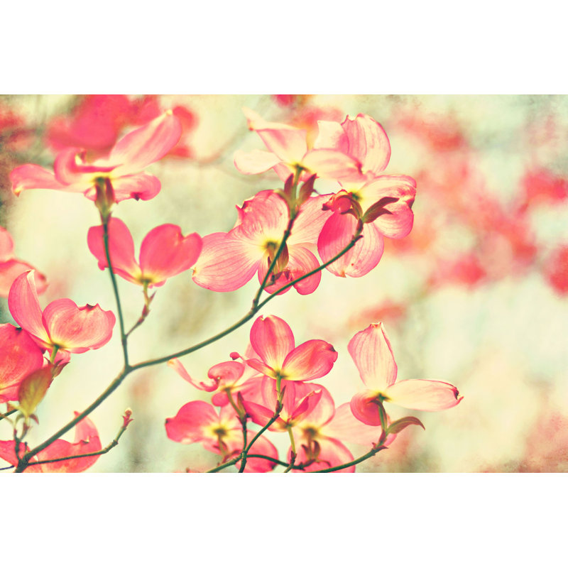 Sylvia Cook - Wrapped Canvas Print, 76cm H x 114cm W
