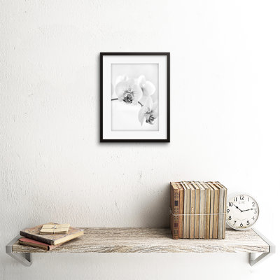 Nature Plant Orchid Flower Black White - Single Picture Frame Print