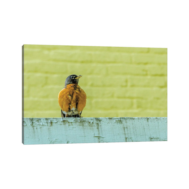 Posing Robin by David Gardiner - Wrapped Canvas Print, 20.32cm H x 30.48cm W