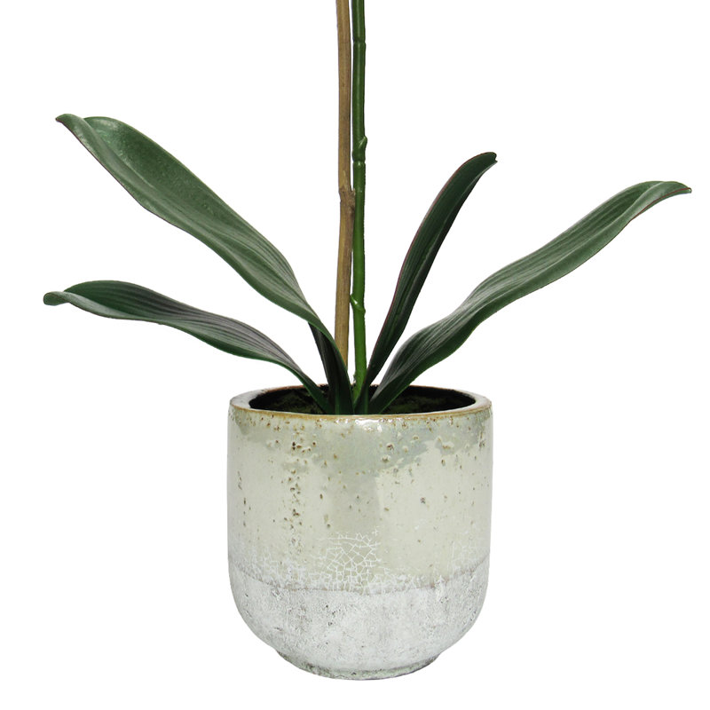 Orchid Arrangement in Pot