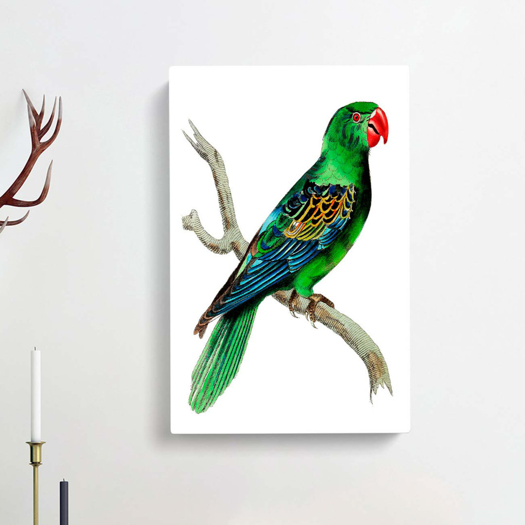 Great-billed Parrot by George Shaw - Wrapped Canvas