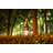 7.5'' Battery Powered Outdoor Table Lamp