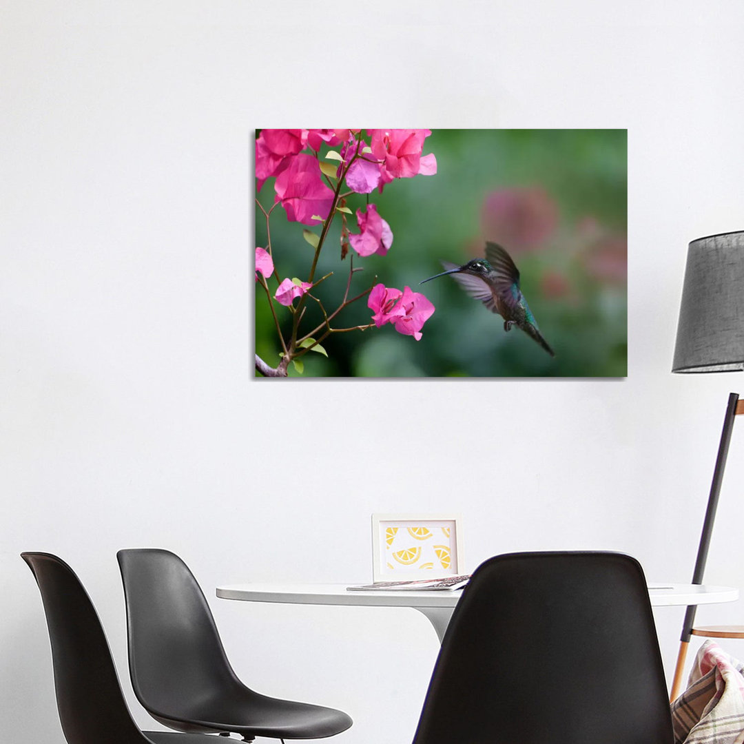 Magnificent Hummingbird Female Feeding At Flower, Costa Rica von Tim Fitzharris - Gallery-Wrapped Canvas Giclée on Canva...