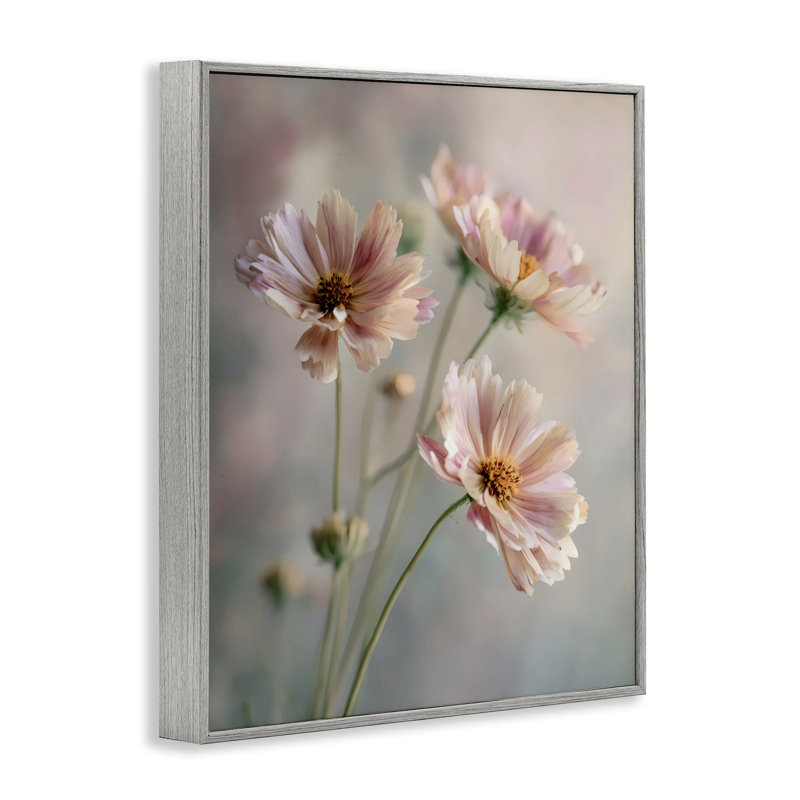 Gros plan de marguerites roses, estampe numérique, design par Franklyn Gregory, 14 x 11, Farmhouse Grey Giclee Framed