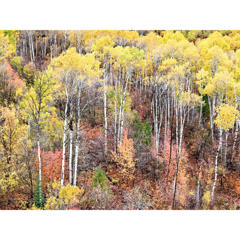 Swan Valley Autumn Portrait #1 by Bruce Heinemann, Wrapped Canvas, No Mat, 30" H x 40" W x 1.5" D