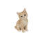 HEAD-TILTING TABBY KITTEN SITTING-50844503