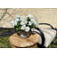 UV Protected Geranium Arrangement-1223956724-1223956725