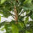 Amee 61" H Creative Shaped Faux Ficus Tree in Pot