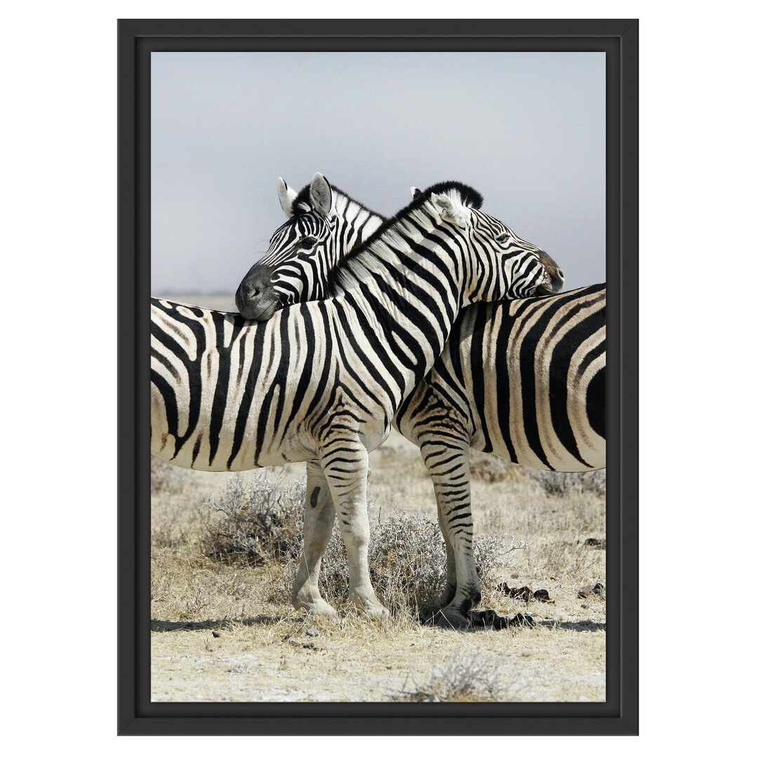 Gerahmtes Wandbild Schmusende Zebras