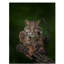 Fillmer «Bobcat Pose on Tree Branch 2», reproduction de photo sur toile tendue-30365191