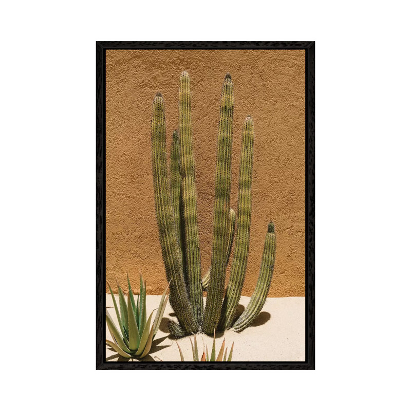 Cabo Cactus II by Bethany Young - Print on Canvas, Black Framed, 101.6cm H x 66.04cm W x 3.81cm D