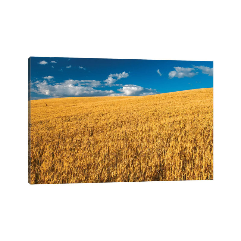 Canada, Manitoba, Swan Lake. Mature Winter Wheat Crop by Jaynes Gallery - Wrapped Canvas Print