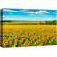 Tournesol «Vibrant Sunflower Countryside Farm Wilderness» sur-99543797