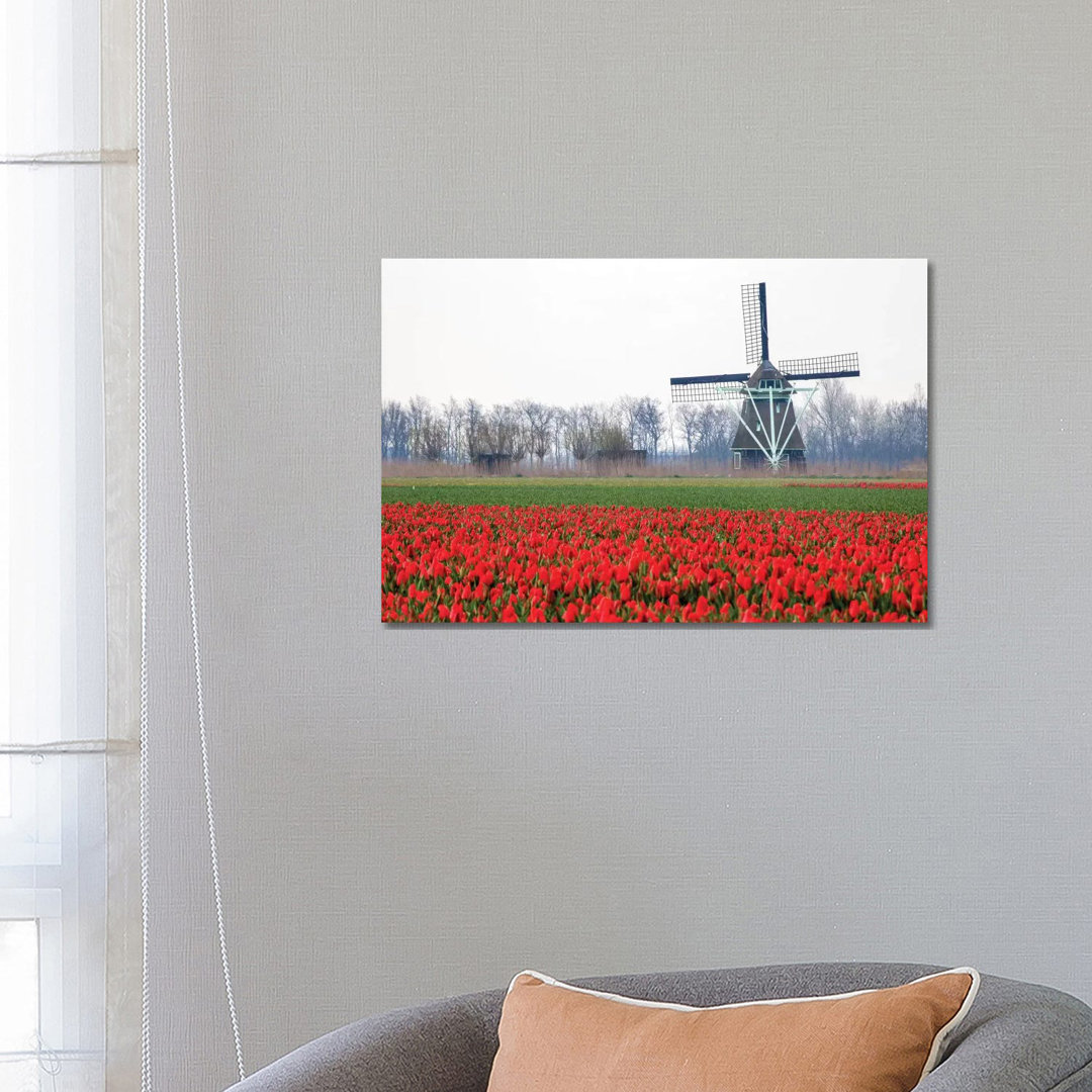 Niederlande, Alte hölzerne Windmühle in einem Feld mit roten Tulpen von Hollice Looney - Galerie-umwickelte Leinwand Gic...