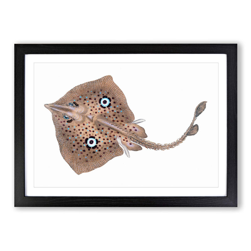 Brown Ray by Edward Donovan - Picture Frame Painting Print, 27cm H x 36cm W x 2cm D, Black Framed