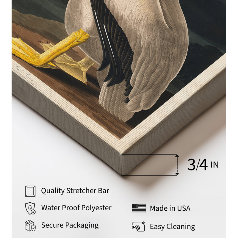 James Audubon - Pélican blanc, 18"H x 24"W, Canvas, Unframed