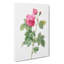 Bourbon Rose In Pink by Pierre-Joseph Redoute - Wrapped Canvas-55361735