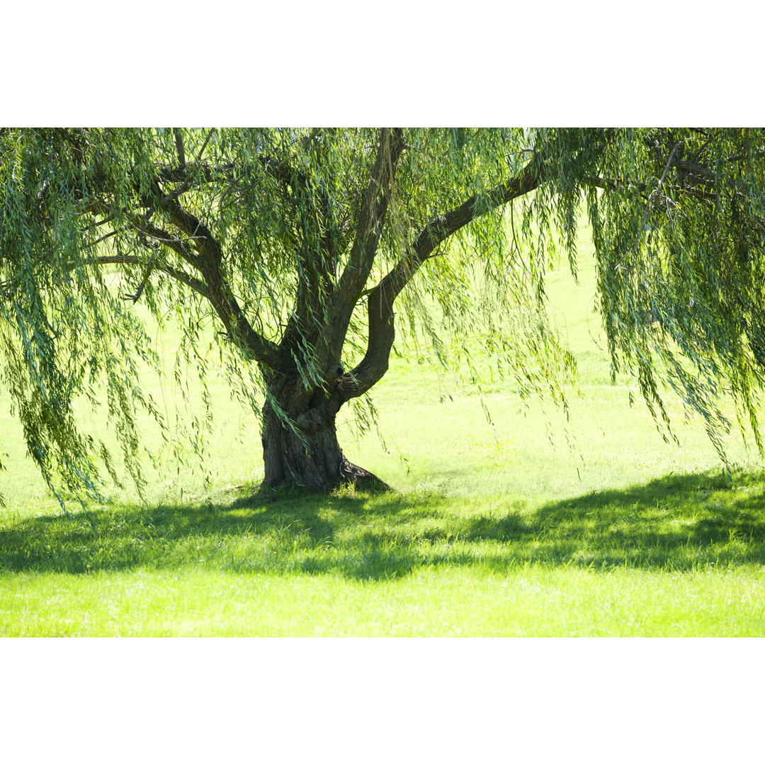 Weeping Willow Tree In Summer von Wanderluster - Leinwanddrucke