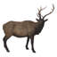 NORTH AMERICAN ELK STATUE