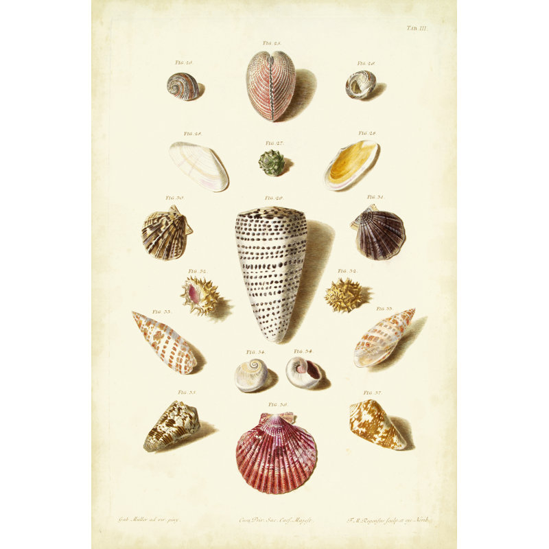 Mller Shells Tab. III by Gabriel Muller - Wrapped Canvas Rectangle Print, 46cm H x 30cm W