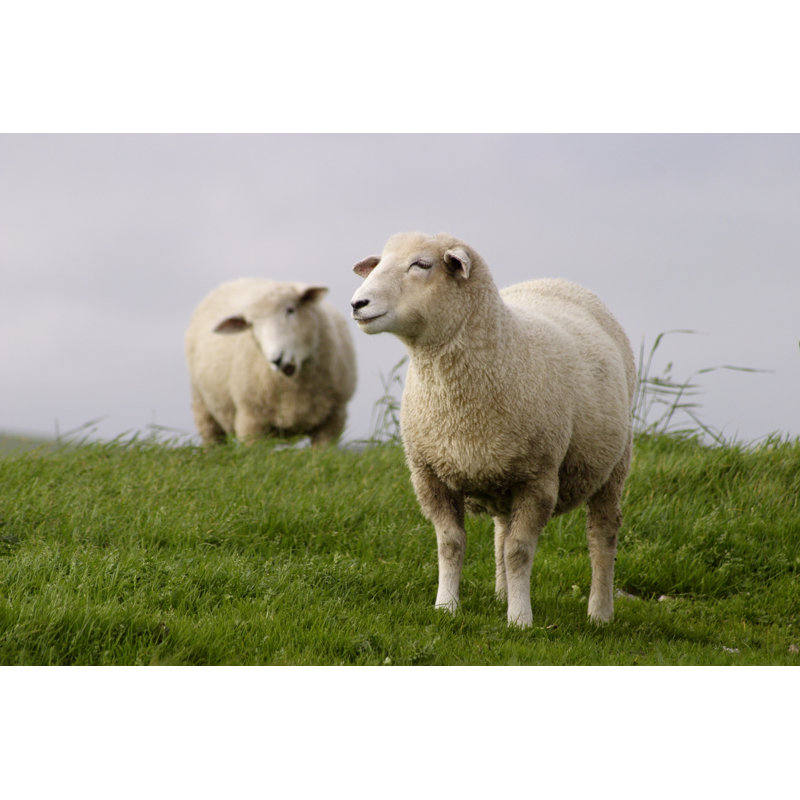 Sheep - Wrapped Canvas Print, 61cm H x 91cm W x 3.8cm D