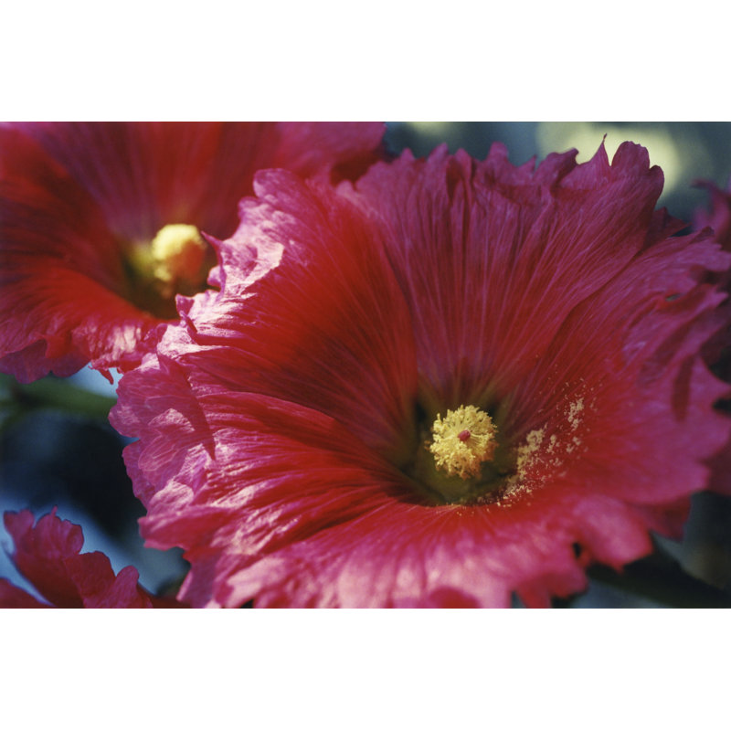 Hollyhock by Meg McComb - Wrapped Canvas Print, 20cm H x 30cm W x 3.8cm D