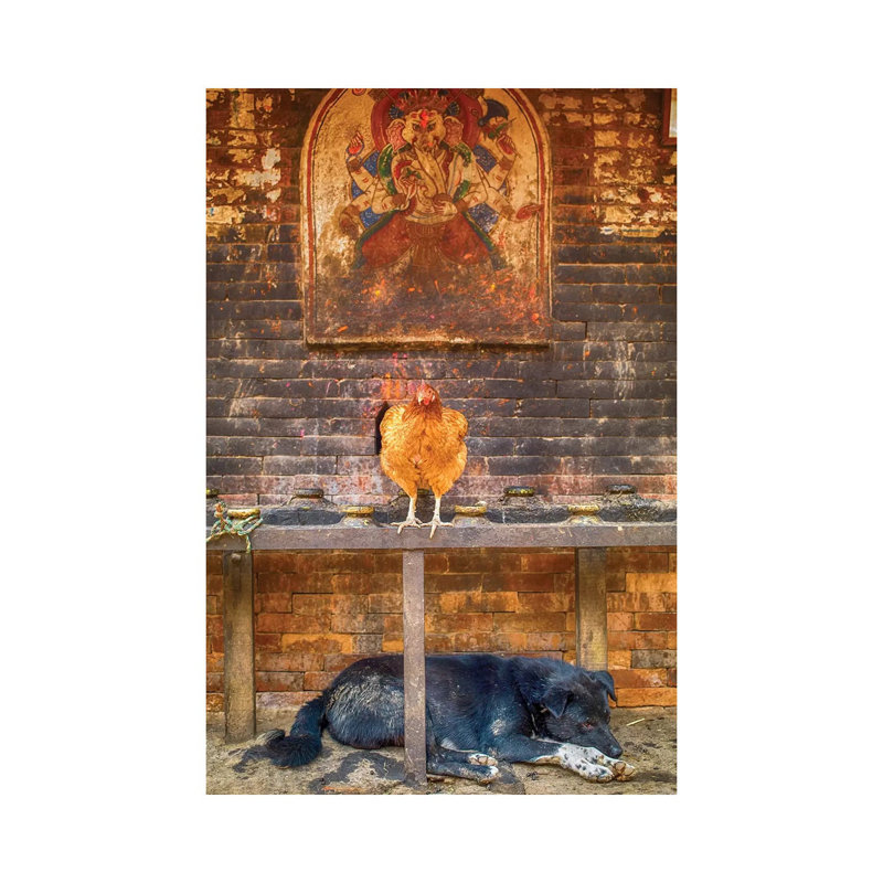 Bhaktapur Nepal Ganesh Hen And Sleeping Dog by Mark Paulda - Wrapped Canvas Print, 101.6 cm H x 66.04 cm W x 1.91 cm D