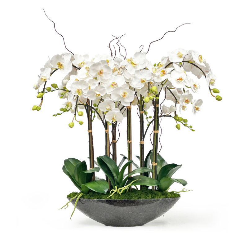 Phalaenopsis Orchids In Bowl