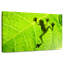 Ombre à feuilles de grenouille Brampt-108912766